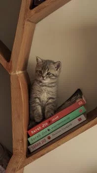 franchise owner Sarah Johnson